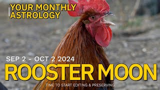 Chinese Lunar Astrology Sept 2  Oct 2 2024 The Rooster Moon [upl. by Nnylak]