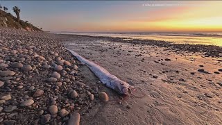 What we know about the elusive doomsday fish that washed ashore in California [upl. by Tioneb]