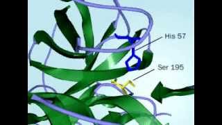 Chymotrypsin Mechanism of action of Chymptrypsin fully defined [upl. by Fin210]