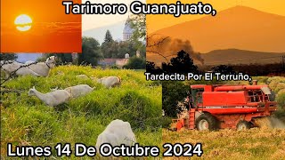 Tarimoro Guanajuato Lunes 14 De Octubre 2024 [upl. by Jezreel526]