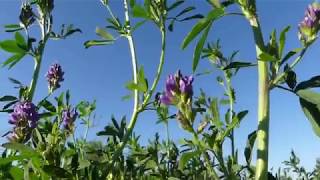 Alfalfa A Wild Edible Plant [upl. by Cheryl]