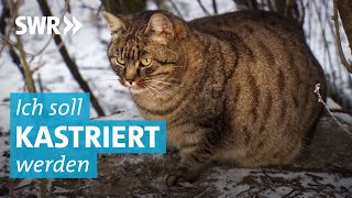 Tierschützer fordern Zwangskastration für Katzen mit Freigang [upl. by Dalury]