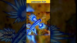 20 Glaucus Atlanticus Spotted at Cape Towns Fish Hoek Beach  Oceans Most Beautiful Killershorts [upl. by Anirol]