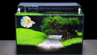 How To Grow Aquatic Plants in Aquarium Amazing Diy Aquascape For Betta Fish No Co2 Have Filter 119 [upl. by Yorel717]