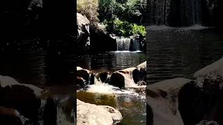 Relaxing nature sounds🍃🌿Birds sounds shorts nature forest shortsfeed [upl. by Etnaik]