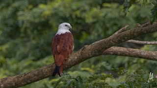 The Brahminy Kite [upl. by Yzmar]