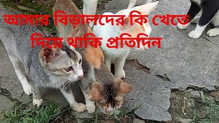 কবে থেকেশুরু করেছিলাম বিড়াল পোষা কেনো বিড়াল ছাড়া আমার কিছুই ভালো লাগেনা ওদের কি খেতে দিয়ে থাকি [upl. by Tildy]