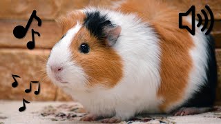 10 HORAS SONIDOS de COBAYAS  CUYS  GUINEA PIG SOUNDS [upl. by Frederich]