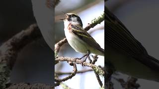 Hear the Chestnutsided Warbler Song [upl. by Speroni159]