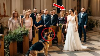 Le jour de son mariage son chien lui a barré la route et elle en a découvert la raison déchirante [upl. by Savdeep747]