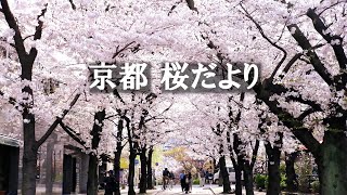 京都の桜🌸2024年満開のソメイヨシノをめぐってきました🌸cherryblossomsakuraKyoto [upl. by Amitarp]