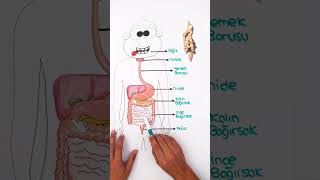 1 Dakikada Sindirim Sistemi 📗 [upl. by Enomar]