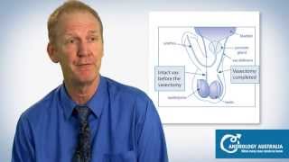 Vasectomy What is it And how does it work  Prof Rob McLachlan [upl. by Ladnek342]