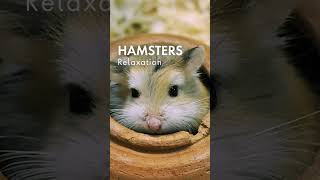 Hamster Haven A Relaxation Journey [upl. by Ermina]