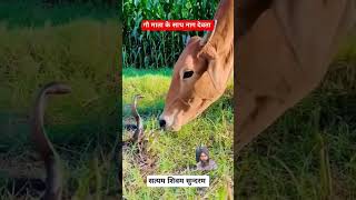 cow 🐄 and snake 🐍 wmk cow like trending subscribe cows likeforlikes [upl. by Ailahs]