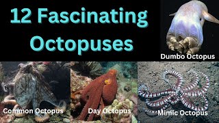 12 Fascinating Octopuses  Most intelligent Invertebrates [upl. by Leone]