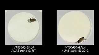 Neuronal Control of Drosophila Walking Direction [upl. by Hemingway]