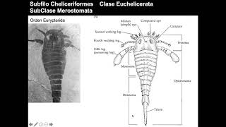 Chelicerata [upl. by Enomaj]