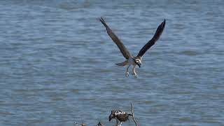 Osprey Fledgling exercising her wings while her brother eats dinner [upl. by Nitfa]