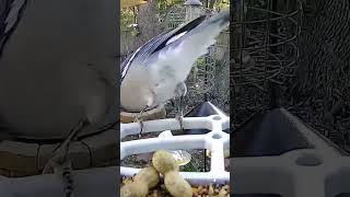 bluejay bluejays birdfeedercamera [upl. by Yecart]