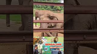 Bangalore Bannerghatta national park tamil whatsappstatus bannerghattazoo tamiltravelvlogger [upl. by Asselem56]