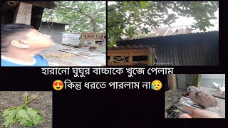 ঘুঘুর বাচ্চাটা খুঁজে পেয়েছি 😍কিন্তু ধরতে পারি নাই 😥viralvideo petsvloging petsvlog pets [upl. by Enyamrahc]