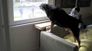 Dogs Barking At Mailman [upl. by Airym]