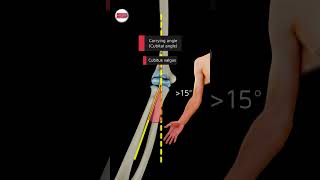 The Carrying Angle anatomy 3danimation [upl. by Narret]