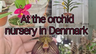 GOING TO THE DANISH ORCHID NURSERY BUYING NEW ORCHIDS [upl. by Mcmurry]