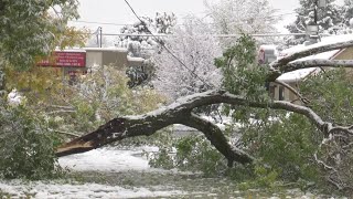 Downed tree creates hazard at Bozeman business [upl. by Leahci]