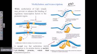 DNA methylation [upl. by Aihsik]