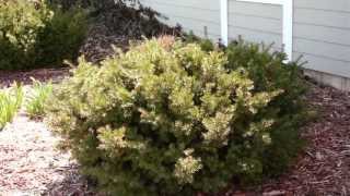 Pruning Evergreen Shrubs to Maintain Natural Form [upl. by Kire]