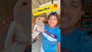 New Bird   🤔 mini vlog  pets mini vlog  pigeon mini vlog pets vlog shorts [upl. by Enaxor87]