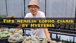 How to choose a good lophophora  Tips from Hysteria Garden [upl. by Lester290]