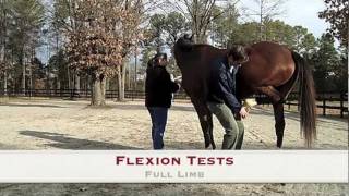 Woodside Equine Clinic The Lameness Exam [upl. by Relyhs]