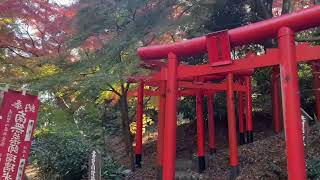 【静岡県袋井】油山寺の紅葉 2023124 [upl. by Otilopih]