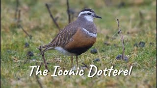 THE ICONIC DOTTEREL [upl. by Ail956]