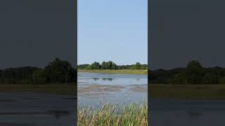 Serenity at Sand Dunes State Forest goose birdwatching natureshorts naturevideos naturelovers [upl. by Vinay]