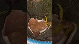 I Bought a Freshwater Stingray fish animal bassfishingproductions aquarium stingray fishing [upl. by Wager]