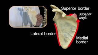 Scapula  Anatomy Tutorial [upl. by Henarat807]