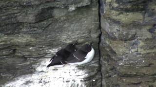 Razorbill Alca torda [upl. by Kachine806]