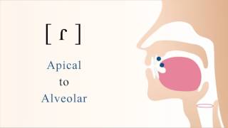 ɾ  voiced apical alveolar tap [upl. by Widera]