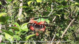 Cairns Birdwing  Ornithoptera euphorion Mating Flight Kuranda Aug 2016 [upl. by Nosmoht]