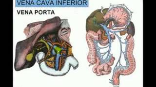 VENA CAVA INFERIOR 4 [upl. by Airel280]