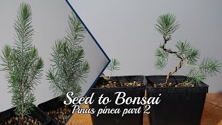 Seed to Bonsai Stone Pine Pinus Pinea 2 [upl. by Yaffit531]