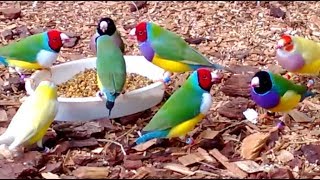 Stunning Lady Gouldian Finches feeding [upl. by Keating]