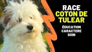 Race de chien Coton de Tulear  Caractère Education Contraintes Avantages et Mode de vie [upl. by Buffum]