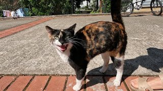 Chatty cat meowing loudly wants to tell me something [upl. by Uwton488]