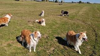 4 Okt dierendag roedel heerlijk bij elkaar Raya mee 3 dagen na bevalling [upl. by Notnel]