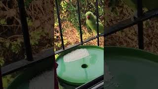 INDIAN PARROT BY ADIL DARUWALLA3 [upl. by Novla]